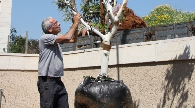 איך משקמים גינה